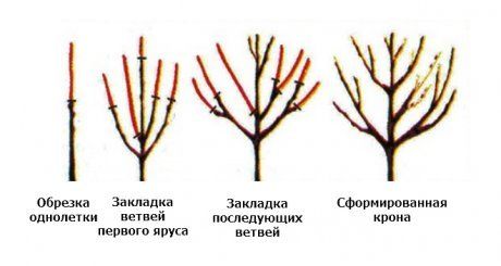 Схема посадки черешни